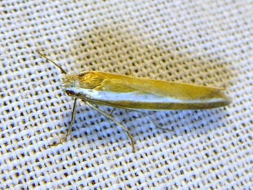 Réf. 303 794 : Pleurota aristella